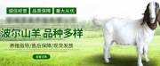 鄆城雪*養殖有限公司網(wǎng)站建設平面設計案例作品